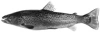 salmo_trutta_t-1.jpg