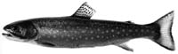 salvelinus_fontinalis_t-1.jpg