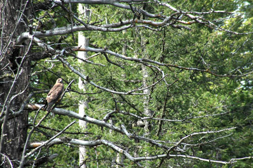 DSC_85222020hawk-1.jpg