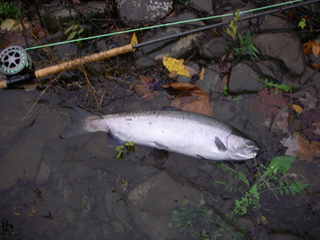 unforgivenfish1mw4-1.jpg