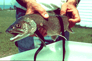 lampreyonlaketrout-1.gif