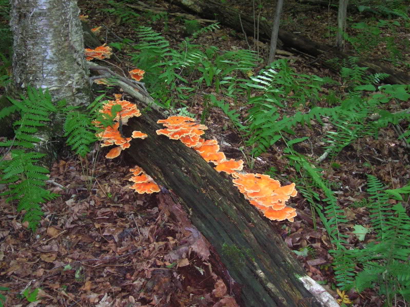 DSCN5563-1.jpg