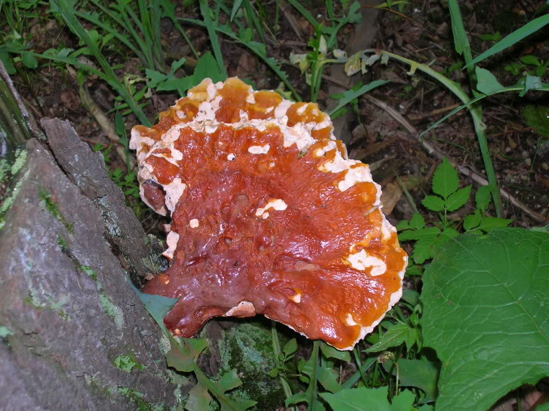 DSCN5567-1.jpg