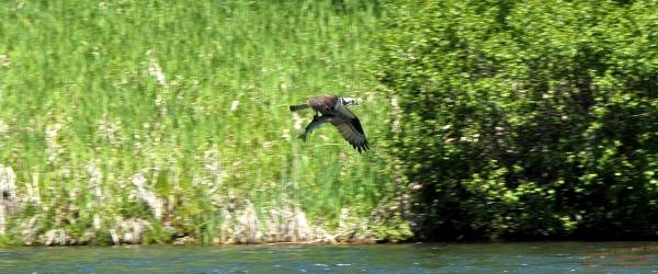 DSC_8819__osprey-1.jpg