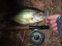 reduced crappie1.JPG