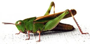 hopper.jpg