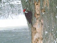 SRWoodPecker1.JPG