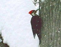SRWoodPecker2.JPG