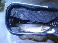 brookie 2.jpg