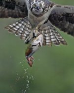 osprey with brookie.jpg