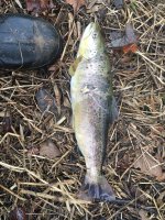 Dying Lopat Brown Trout.jpg