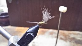 bwo cdc.JPG