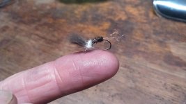 hendrickson emerger.jpg