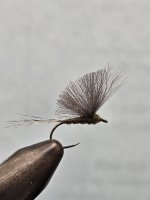 BWO.jpg