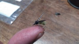 green pupa.JPG