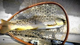 nice brown.jpg