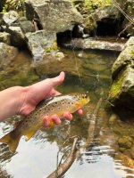 IMG_2238 2.jpeg