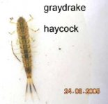 graydrake haycock.jpg