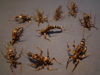 golden stone fly nymphs 010.jpg