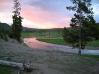 Gibbon at sunset in Yellowstone NP0001.jpg