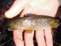 j with brown trout2.jpg