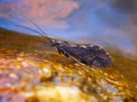 winter caddis