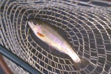 Gorge bow.jpg