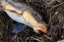 2886190-sucker-fish.jpg