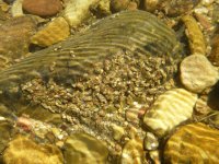 caddis on rock 1.jpg