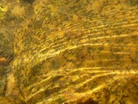 cased caddis on rock 2.jpg