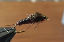 sonefly.jpg