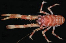 i-9490244bd557f21d59aff4cc8e81ace5-coml%20squat%20lobster.jpg