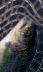 Jamaican Trout.jpg