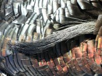 Turkey beard.jpg Turkey beard.jpg