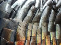 Turkey feathers close up.jpg Turkey feathers close up.jpg