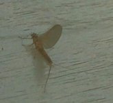 Baetis.jpg Baetis.jpg