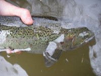 IMGP0009.jpg IMGP0009.jpg