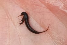 Nymph 1.jpg Nymph 1.jpg