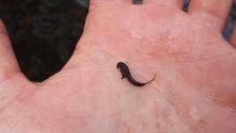 Nymph 2.jpg Nymph 2.jpg