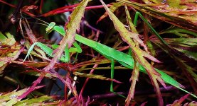 Mantis.jpg