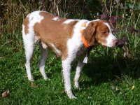 Rusty by PA pond.jpg
