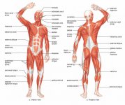 Human Anatomy Muscle Diagram.jpg