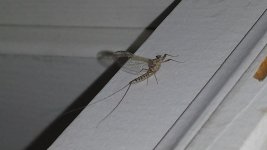 Mayfly....jpg