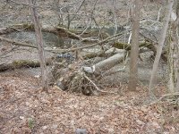 Bushkill tree root wad resized.jpg