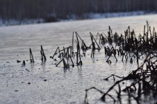 DSC_0041.jpg