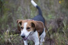 midge107.jpg