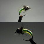 caddis pupa.jpg caddis pupa.jpg