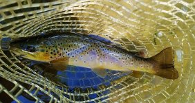 KLG wild brown.jpg