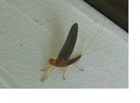 Mayfly.jpg