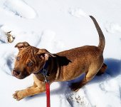 Otis 2 and a half months.jpg